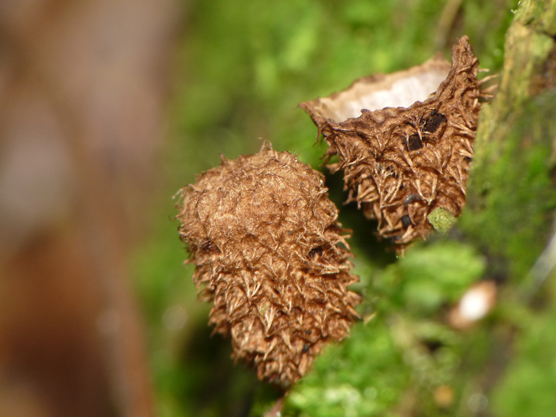 Cyathus striatus